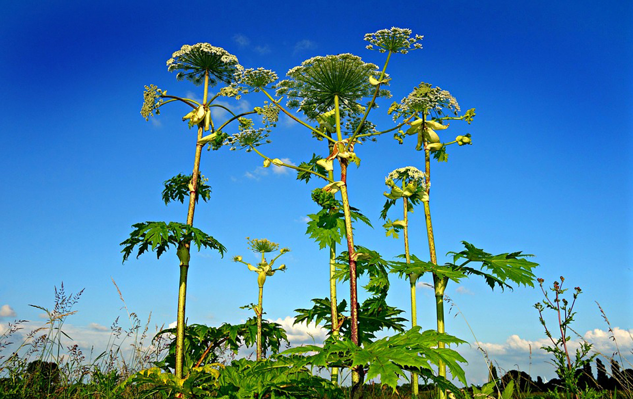 Українці страждають від борщівника: як він виглядає і чим небезпечний